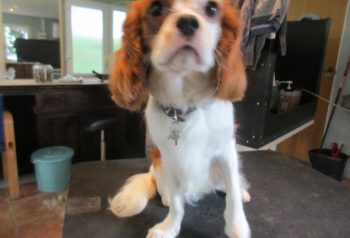 Hundesalon alt for hunden - før og efter Joui