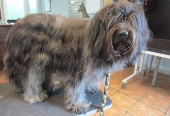 Hundesalon alt for hunden - før og efter Vilas
