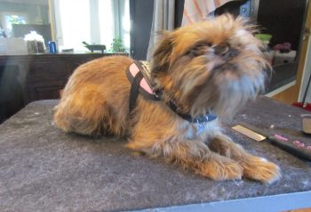 Hundesalon alt for hunden - før og efter Vanja