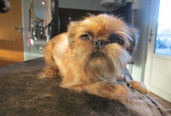 Hundesalon alt for hunden - før og efter Vanja