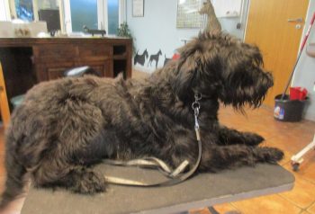 Hundesalon alt for hunden - før og efter Mikka
