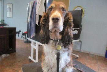 Hundesalon alt for hunden - før og efter Donna