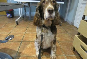 Hundesalon alt for hunden - før og efter Donna