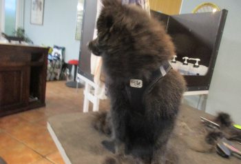 Hundesalon alt for hunden - før og efter Sander