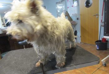 Hundesalon alt for hunden - før og efter Mentor