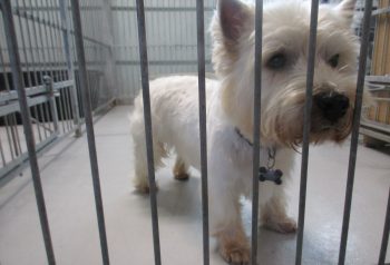 Hundesalon alt for hunden - før og efter Mentor
