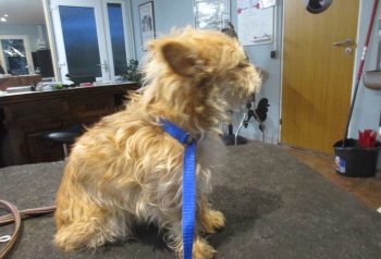 Hundesalon alt for hunden - før og efter Lullu