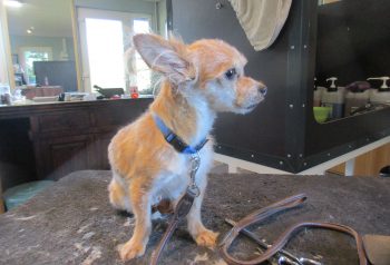 Hundesalon alt for hunden - før og efter Lullu