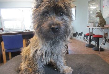 Hundesalon alt for hunden - før og efter Fuji