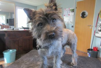 Hundesalon alt for hunden - før og efter Fuji