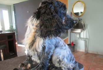 Hundesalon alt for hunden - før og efter Melvin