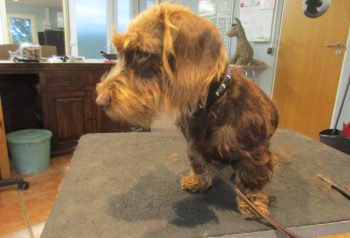 Hundesalon alt for hunden - før og efter Jalde