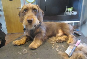 Hundesalon alt for hunden - før og efter Jalde