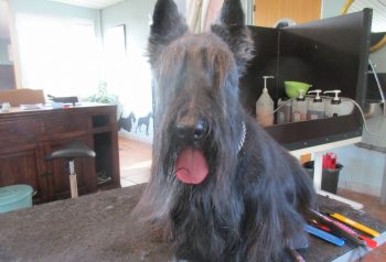 Hundesalon alt for hunden - før og efter Cosmo