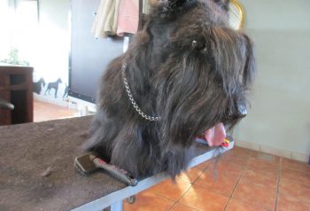 Hundesalon alt for hunden - før og efter Cosmo