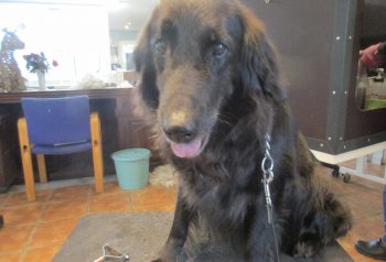 Hundesalon alt for hunden - før og efter Bell