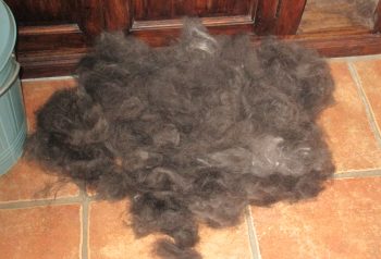 Hundesalon alt for hunden - før og efter Bell