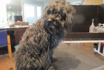 Hundesalon alt for hunden - før og efter Basse