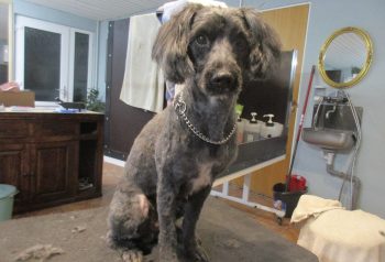 Hundesalon alt for hunden - før og efter Basse