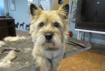 Hundesalon alt for hunden - før og efter Buster