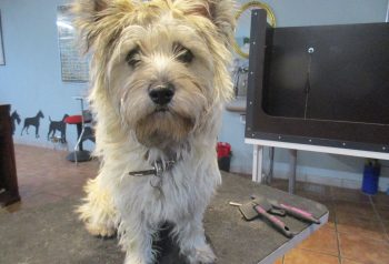 Hundesalon alt for hunden - før og efter Tilde & Buster