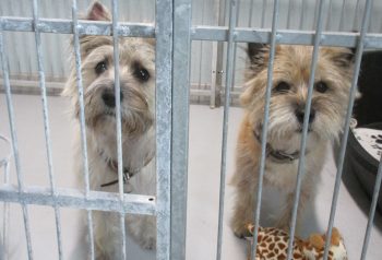 Hundesalon alt for hunden - før og efter Tilde & Buster