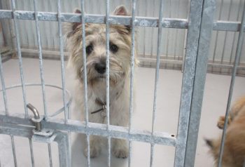Hundesalon alt for hunden - før og efter Tilde & Buster