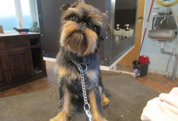 Hundesalon alt for hunden - før og efter Tikko