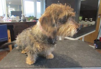 Hundesalon alt for hunden - før og efter Bitte