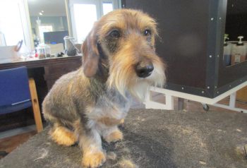Hundesalon alt for hunden - før og efter Bitte