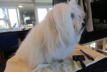 Hundesalon alt for hunden - før og efter Kashmir