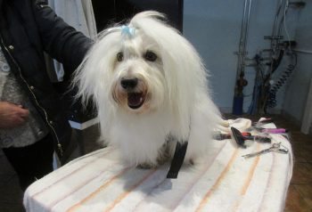 Hundesalon alt for hunden - før og efter Kashmir