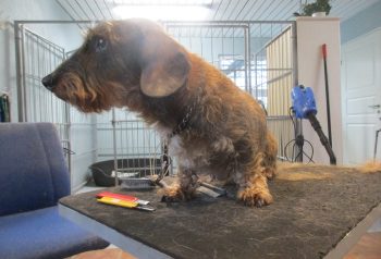 Hundesalon alt for hunden - før og efter Bailey