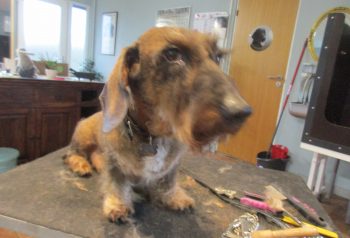 Hundesalon alt for hunden - før og efter Bailey