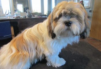 Hundesalon alt for hunden - før og efter Tumle