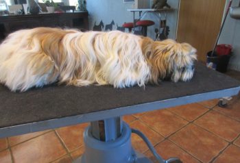 Hundesalon alt for hunden - før og efter Tumle
