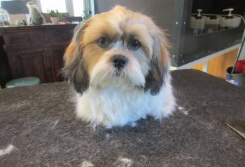 Hundesalon alt for hunden - før og efter Tumle