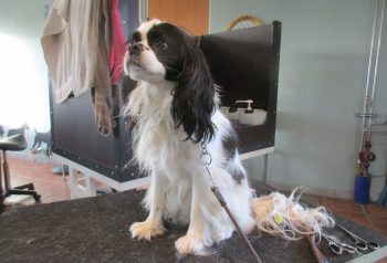Hundesalon alt for hunden - før og efter Milo
