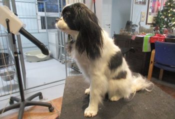 Hundesalon alt for hunden - før og efter Milo