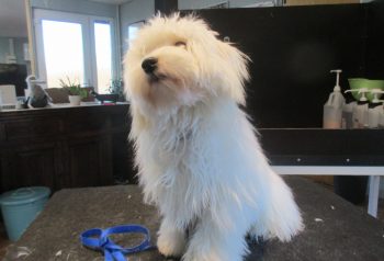 Hundesalon alt for hunden - før og efter Loui