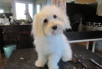 Hundesalon alt for hunden - før og efter Loui