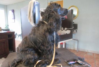 Hundesalon alt for hunden - før og efter Nuser