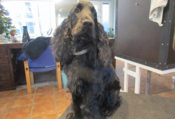 Hundesalon alt for hunden - før og efter Nuser