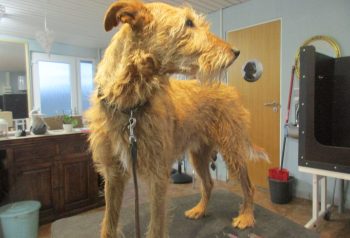 Hundesalon alt for hunden - før og efter Tibbe