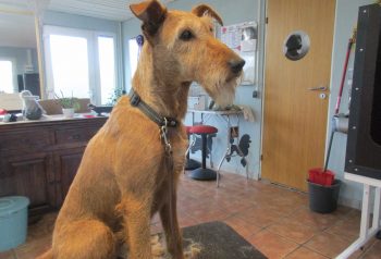 Hundesalon alt for hunden - før og efter Tibbe