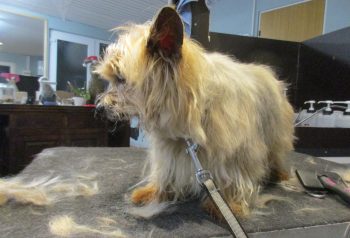 Hundesalon alt for hunden - før og efter Felix