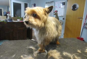 Hundesalon alt for hunden - før og efter Felix