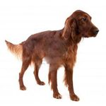 Irsk Setter
