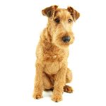 Irsk terrier
