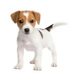 Priser hundesalon 2019 - Jack Russel